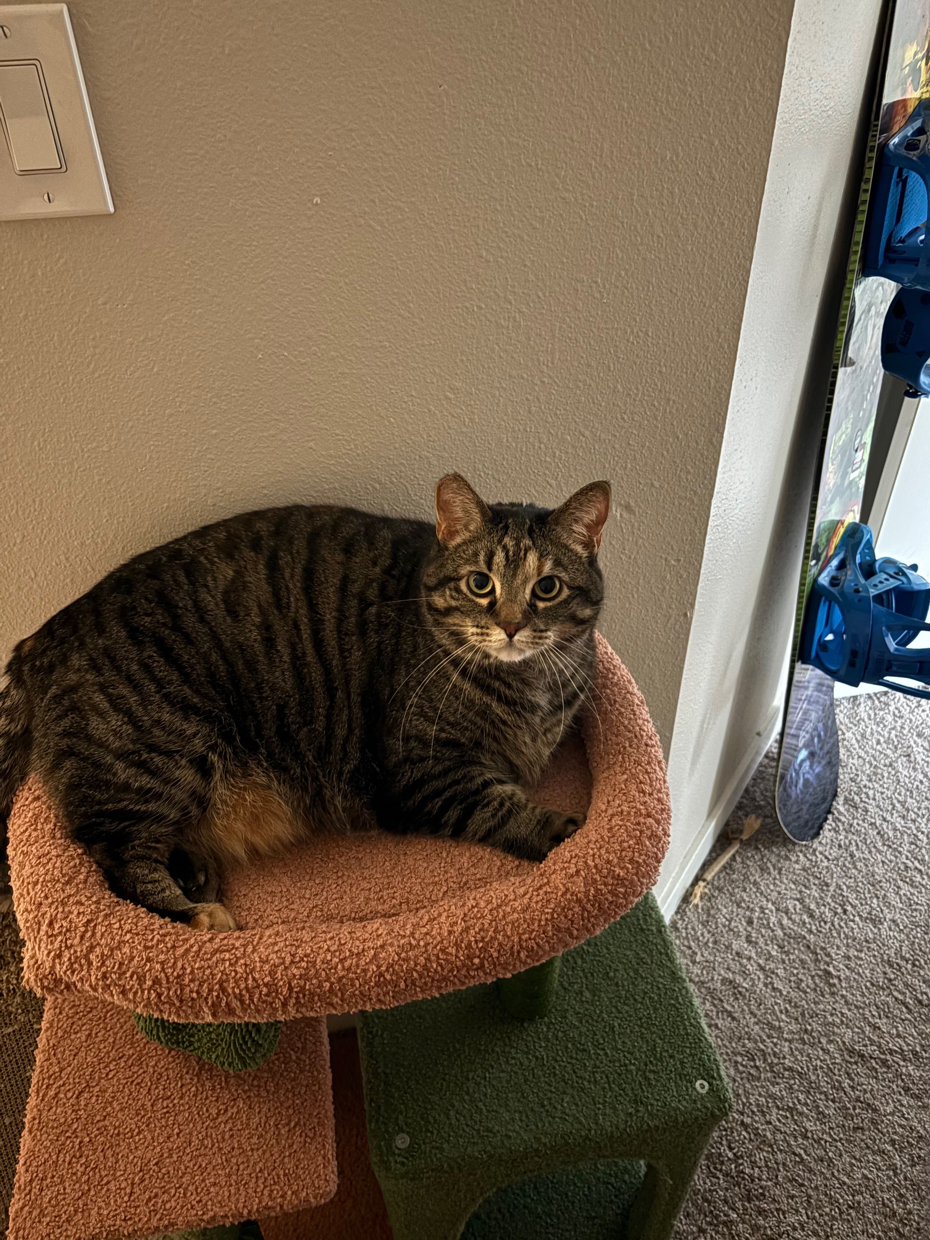 Tina, a tabby cat