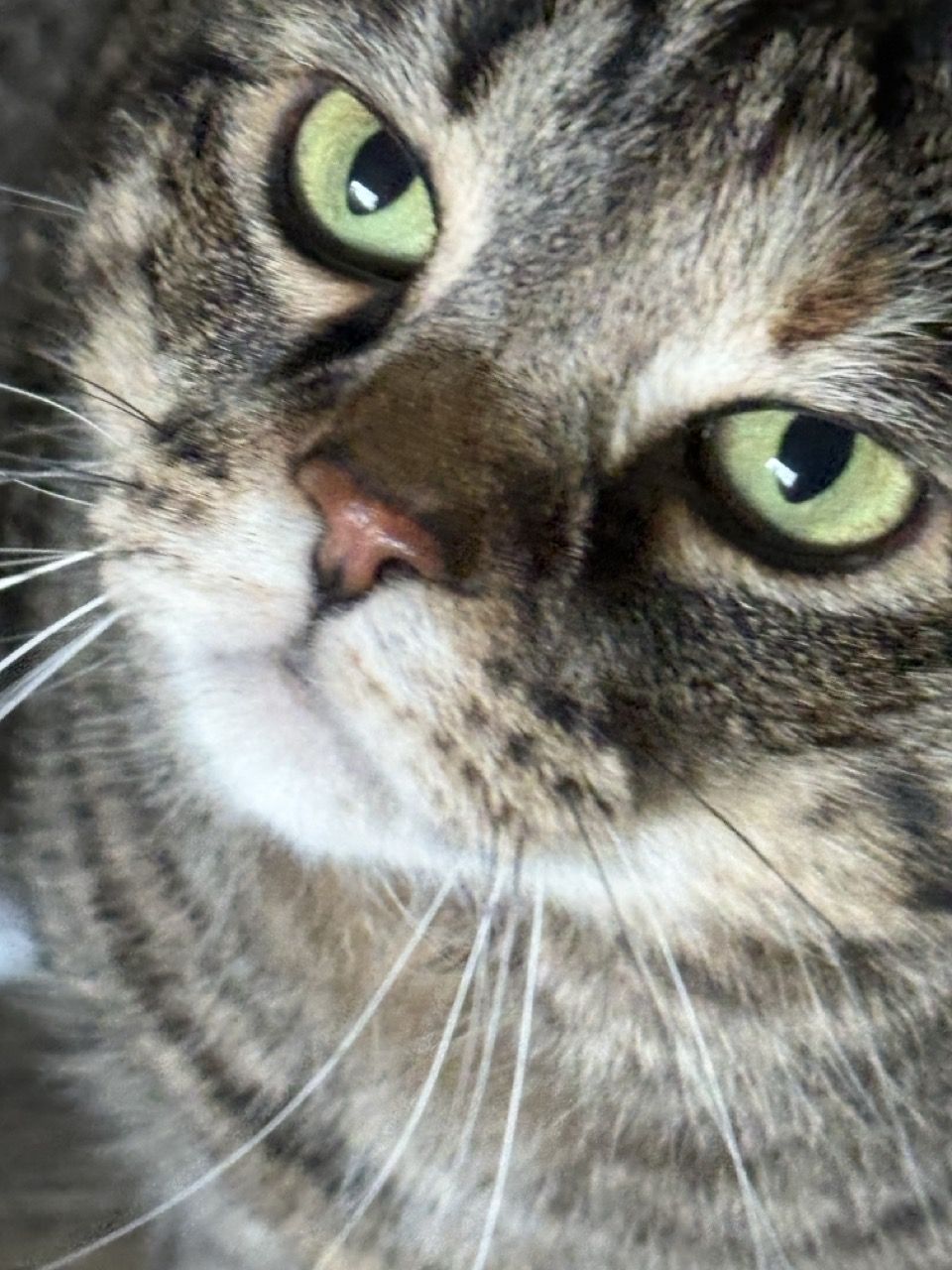 Tina, a tabby cat