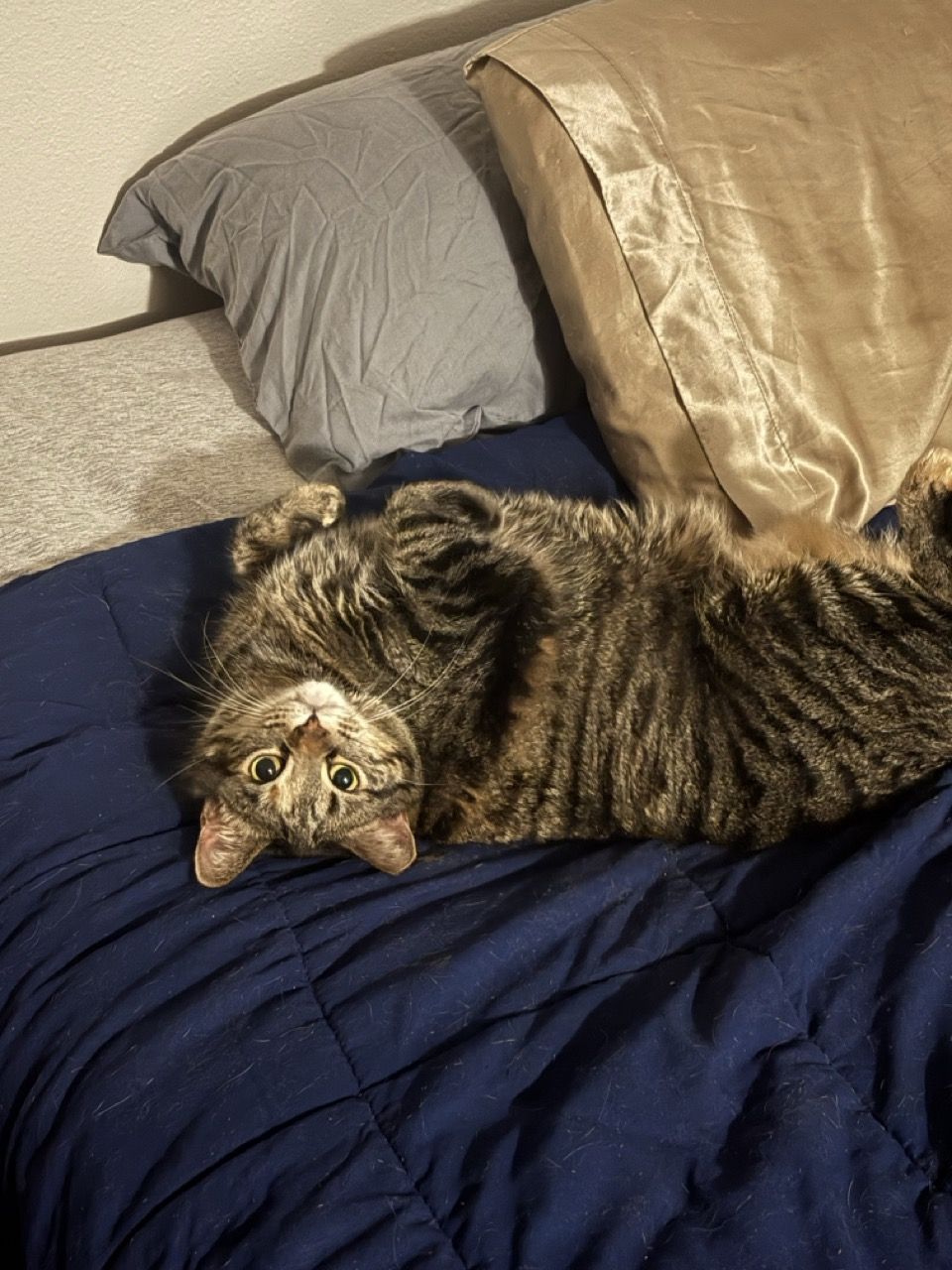 Tina, a tabby cat