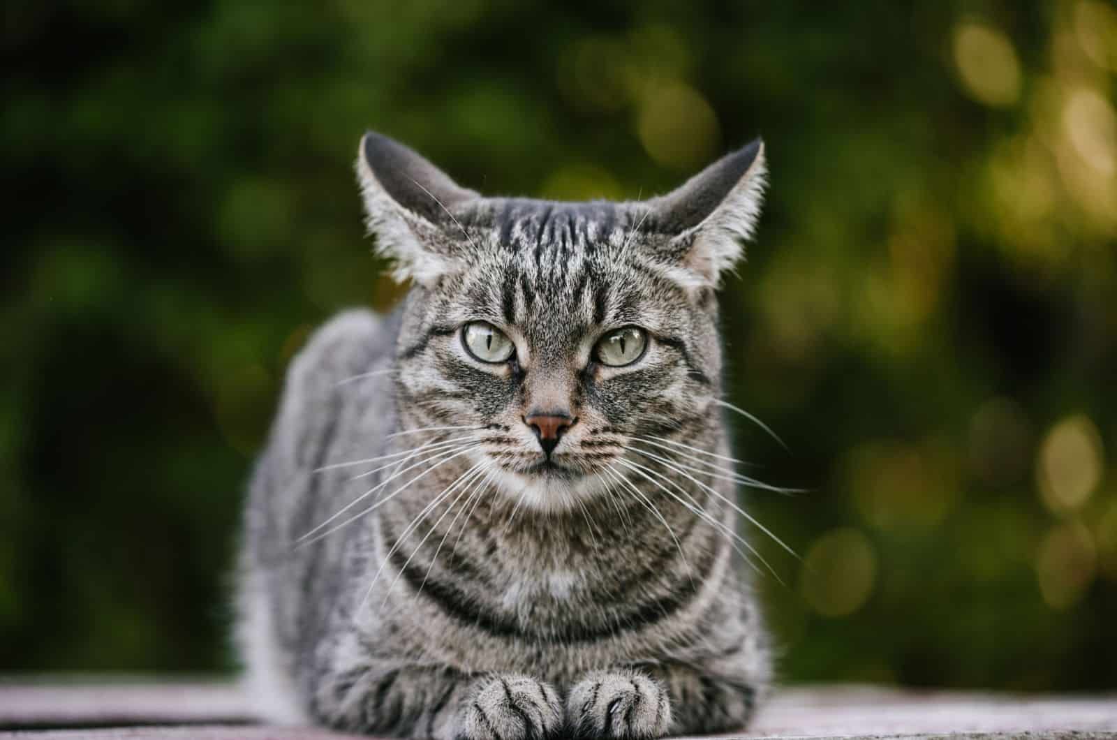 Tina, a tabby cat