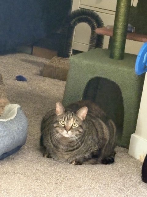 Tina, a tabby cat
