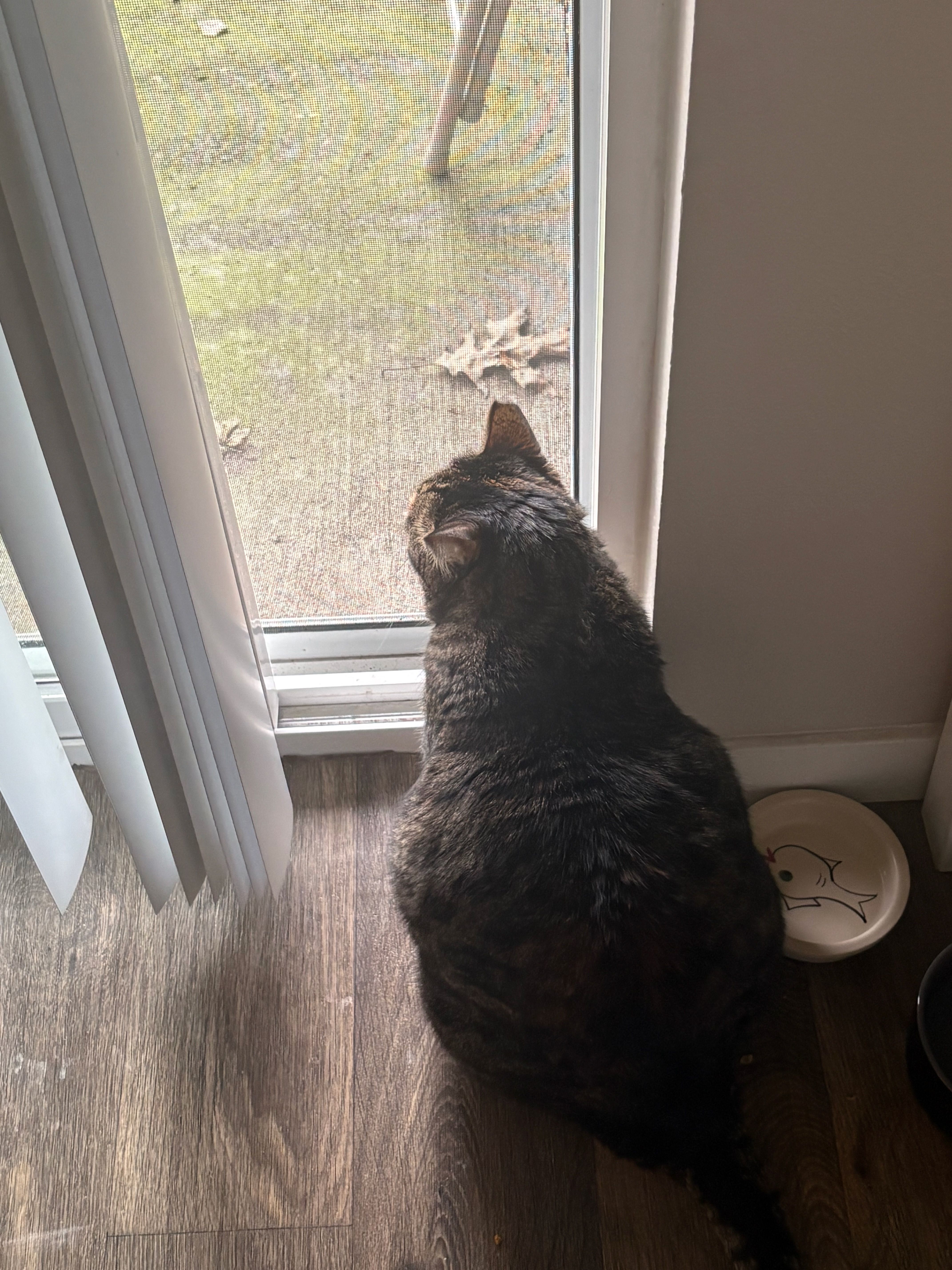 Tina, a tabby cat