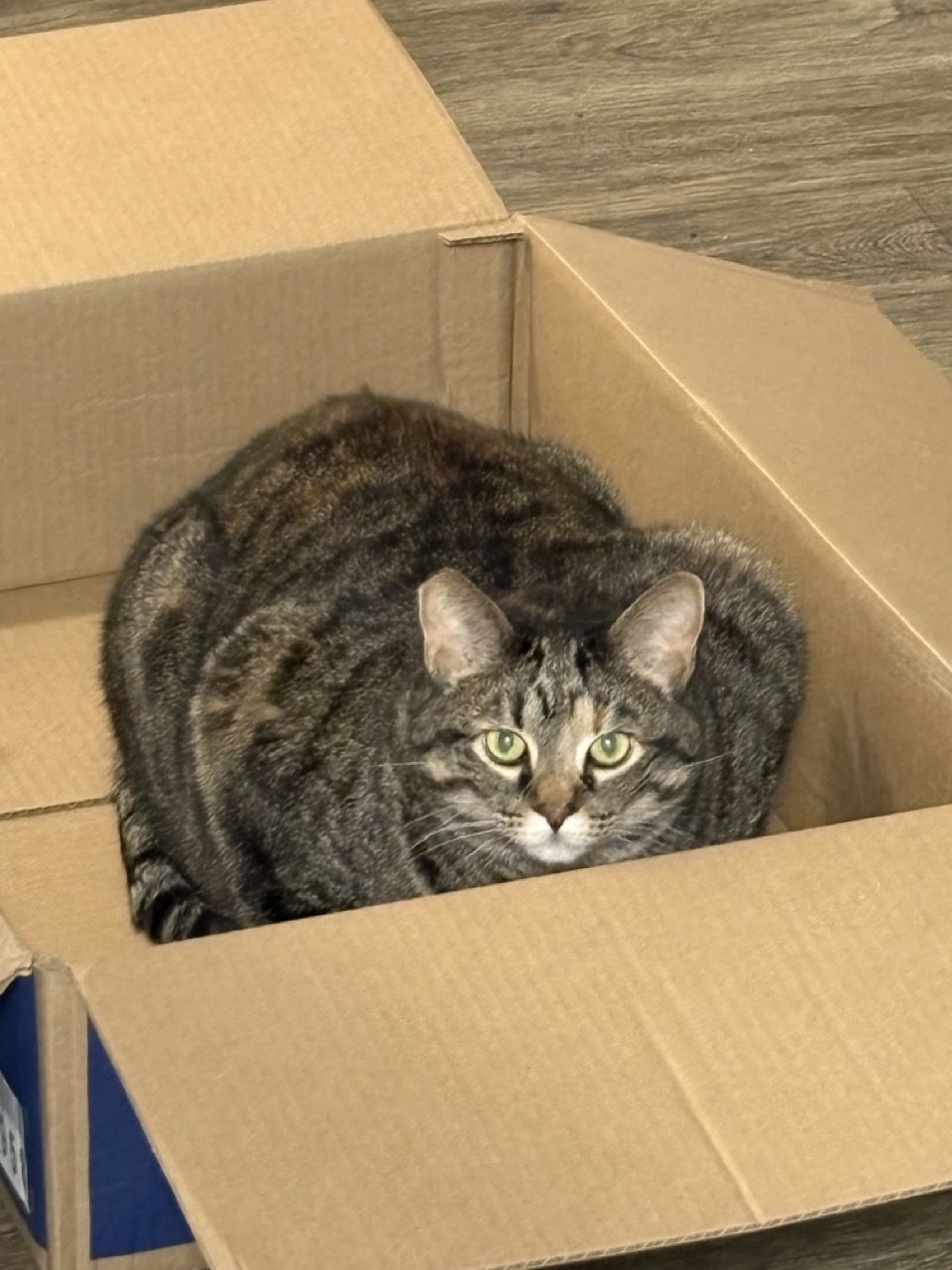 Tina, a tabby cat