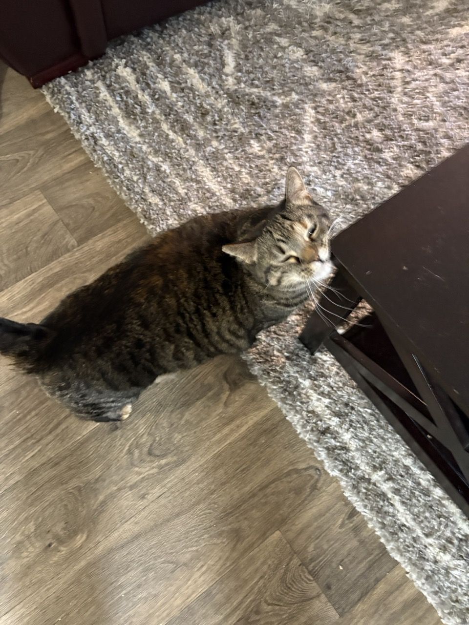 Tina, a tabby cat