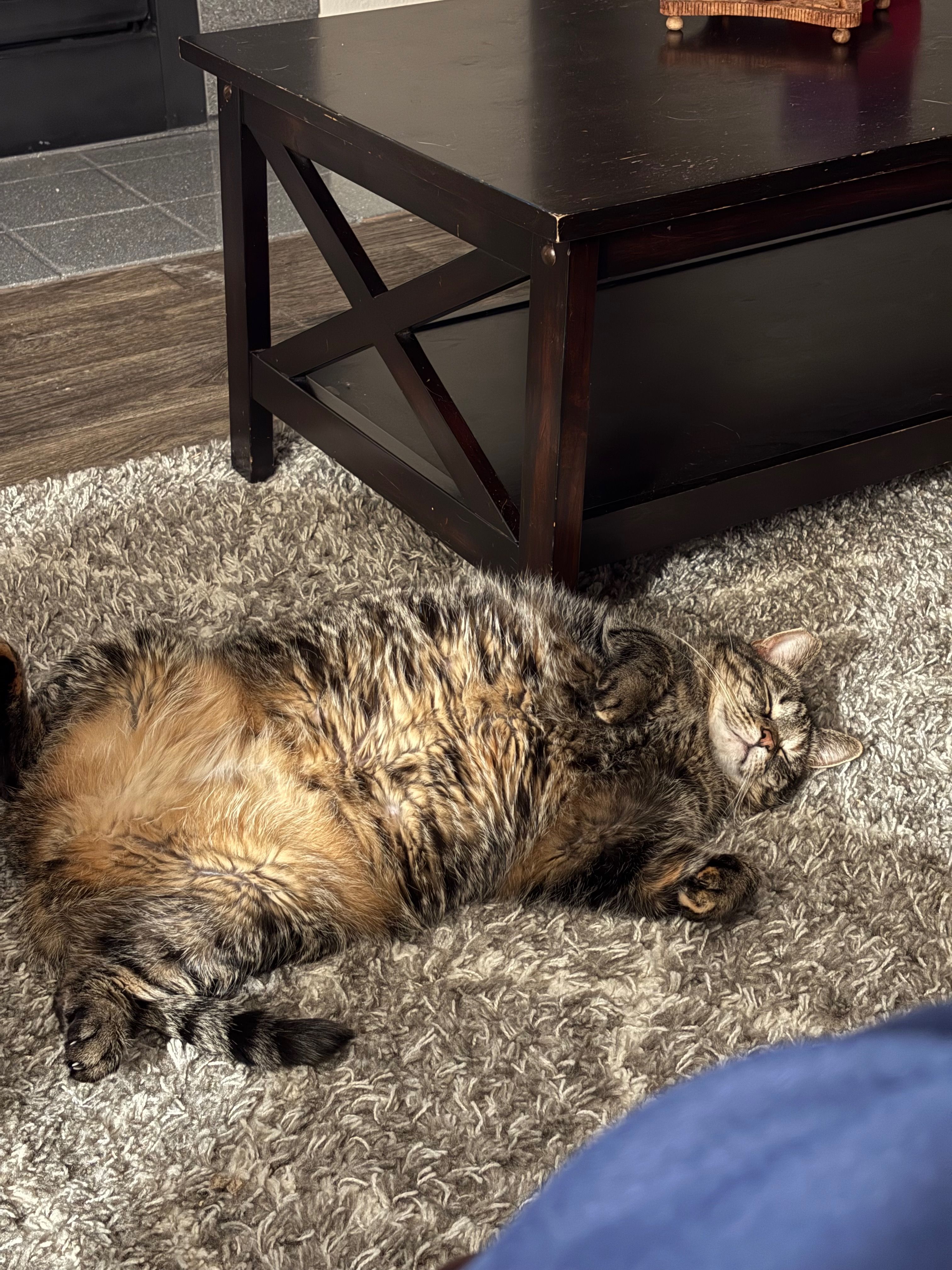 Tina, a tabby cat