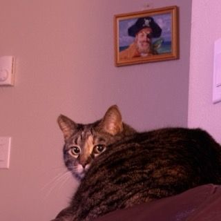 Tina, a tabby cat