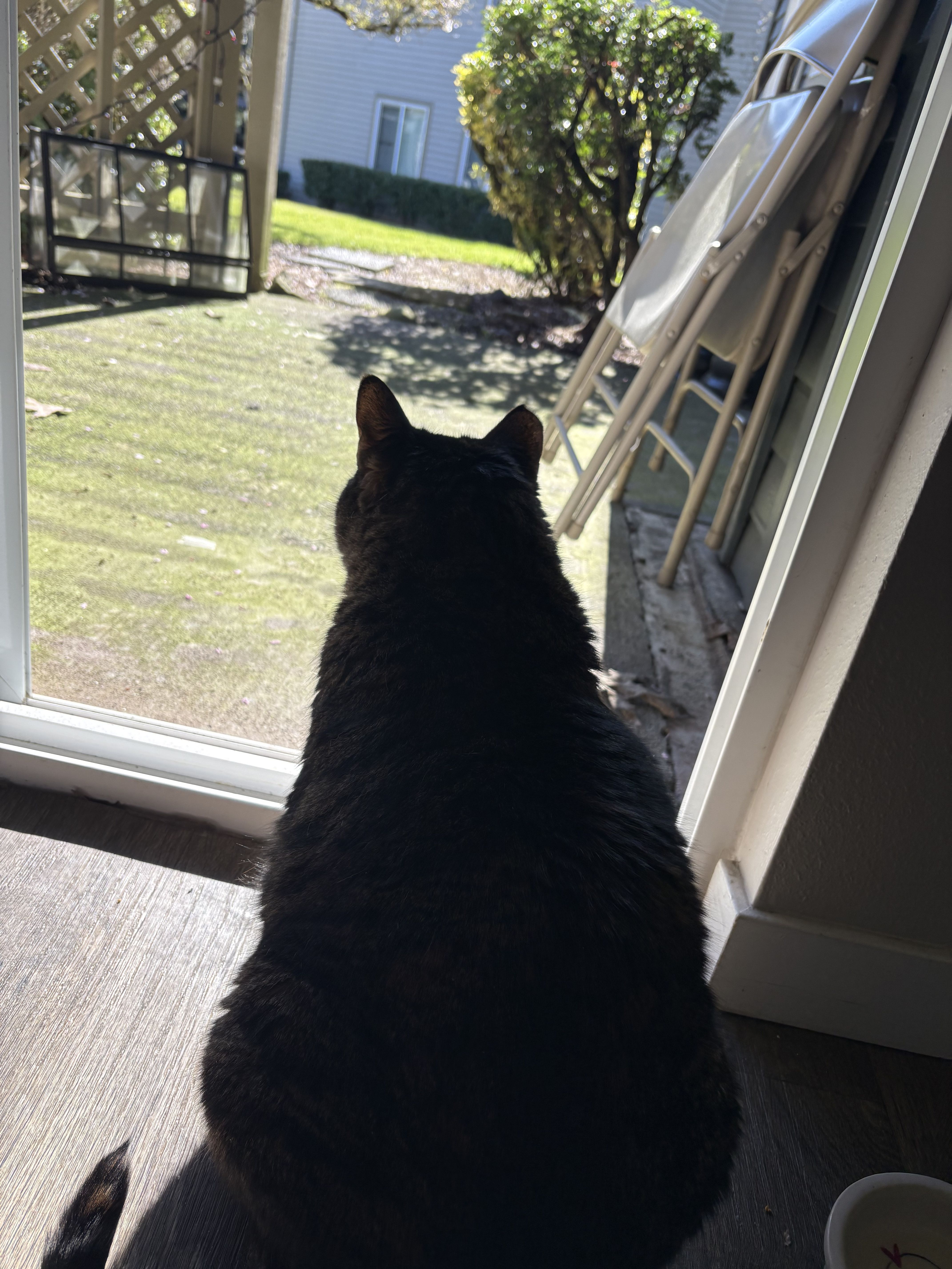 Tina, a tabby cat