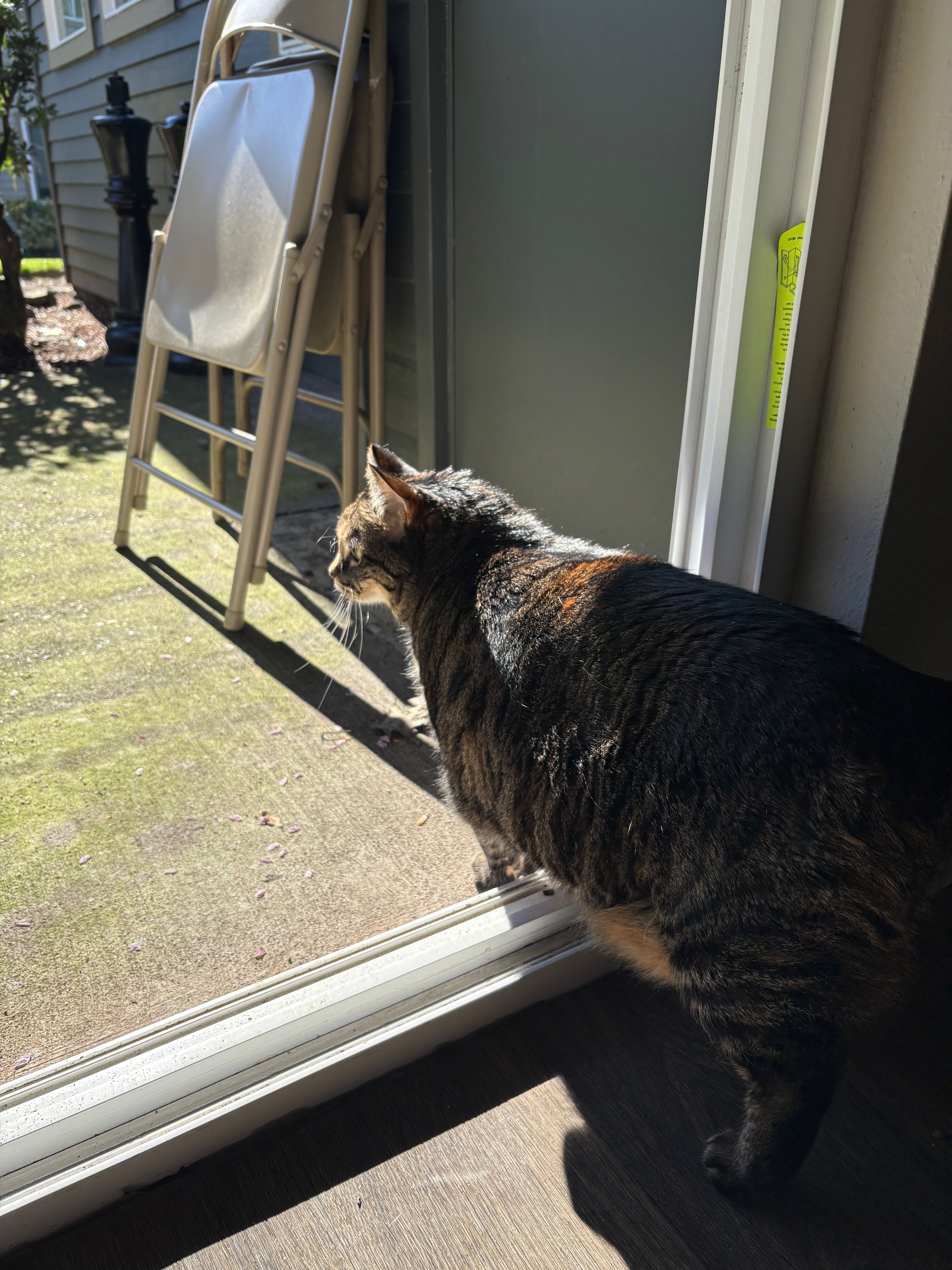 Tina, a tabby cat