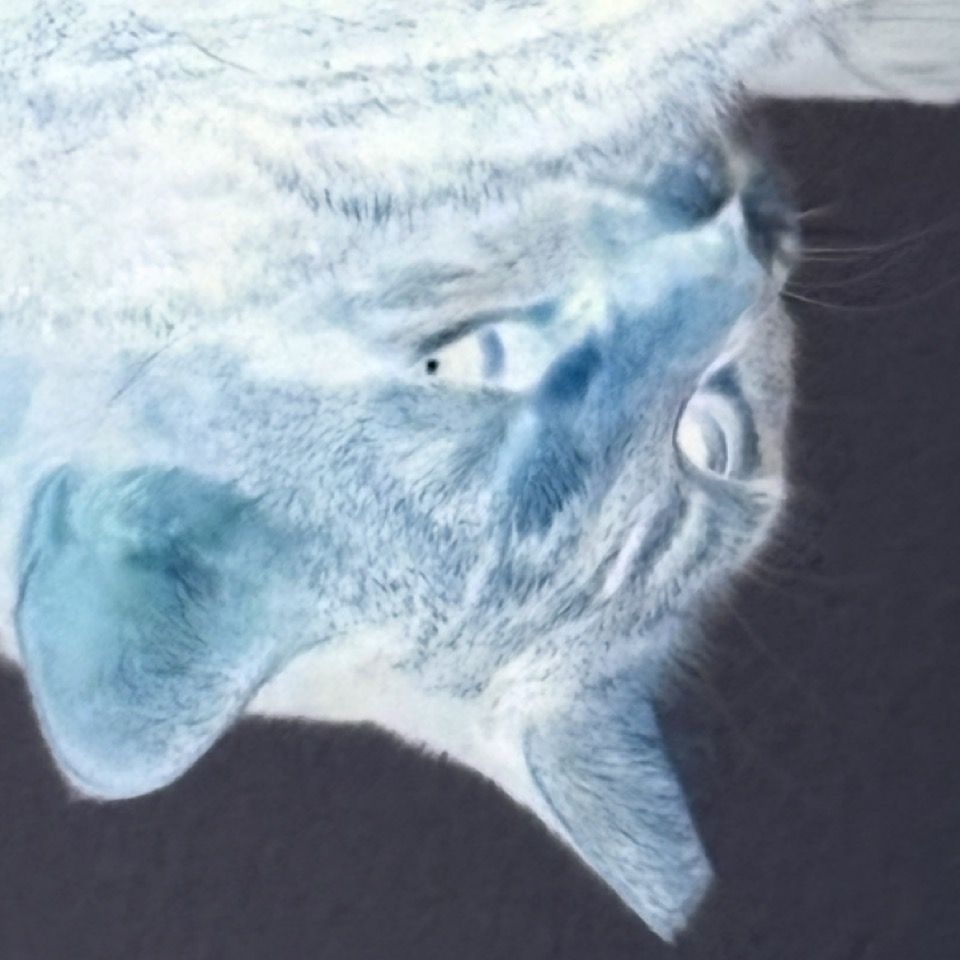 Tina, a tabby cat