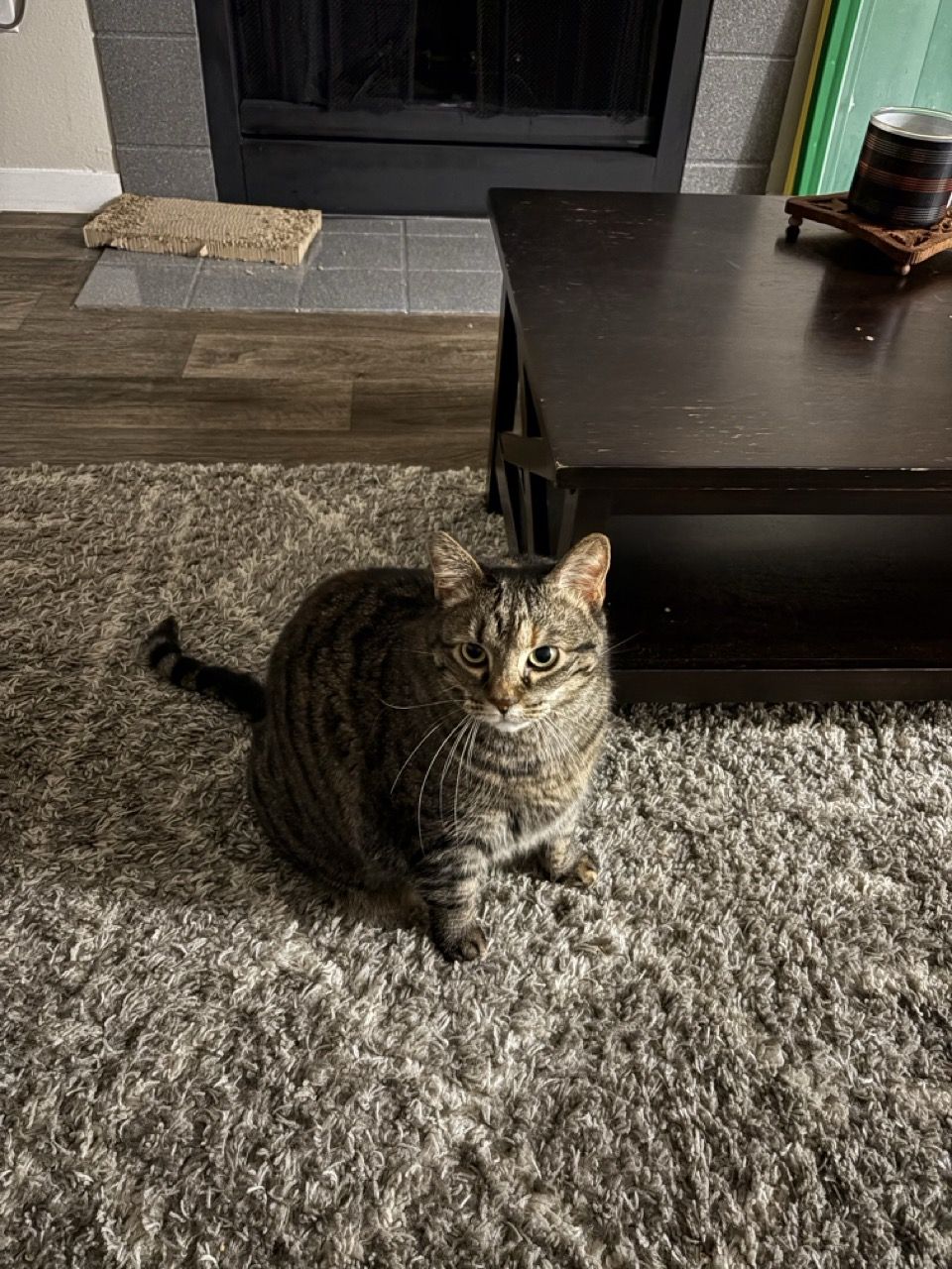Tina, a tabby cat