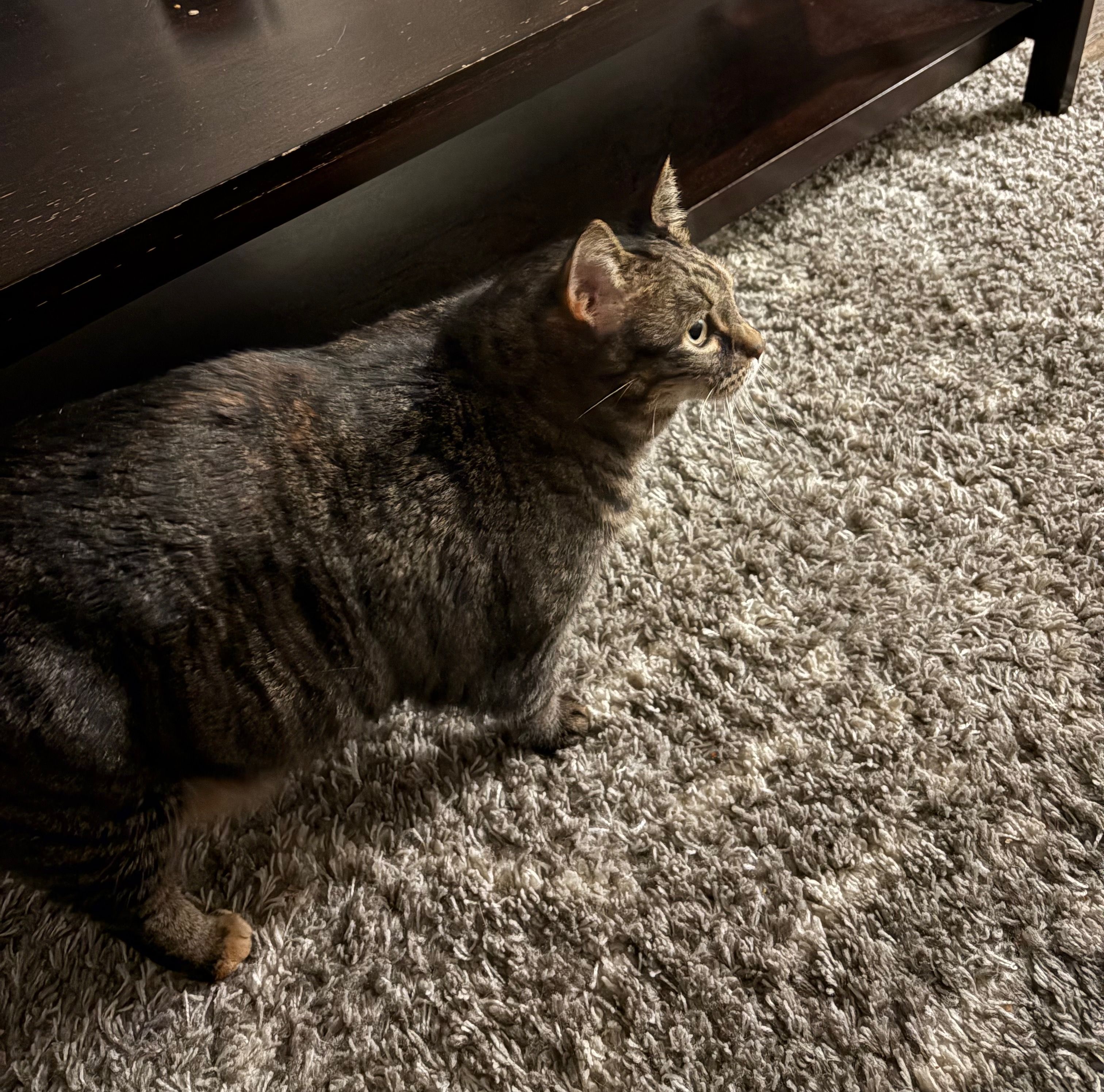 Tina, a tabby cat