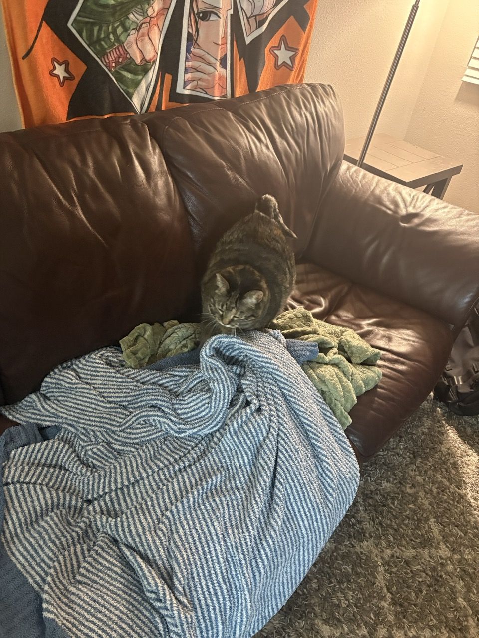 Tina, a tabby cat