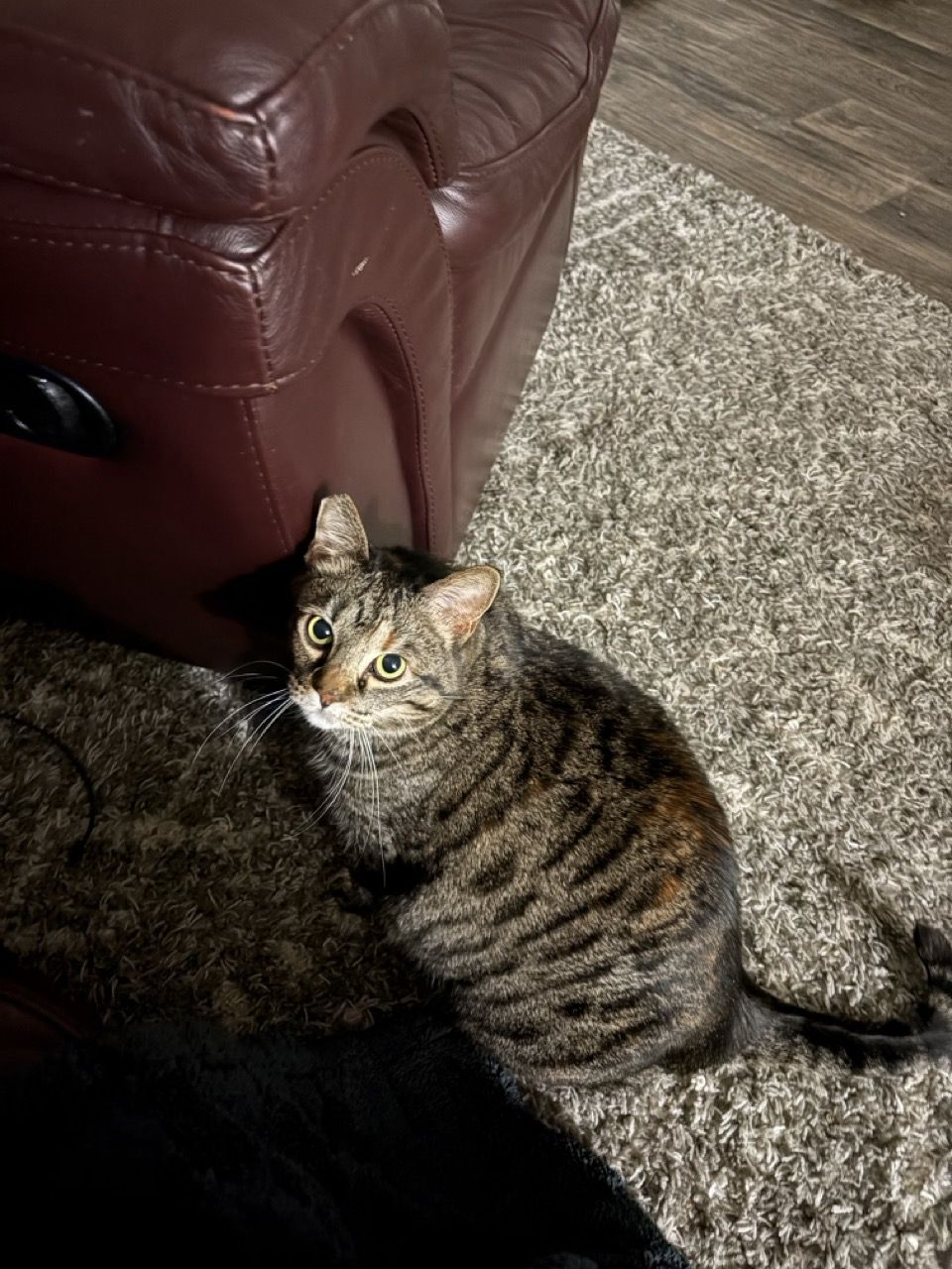Tina, a tabby cat