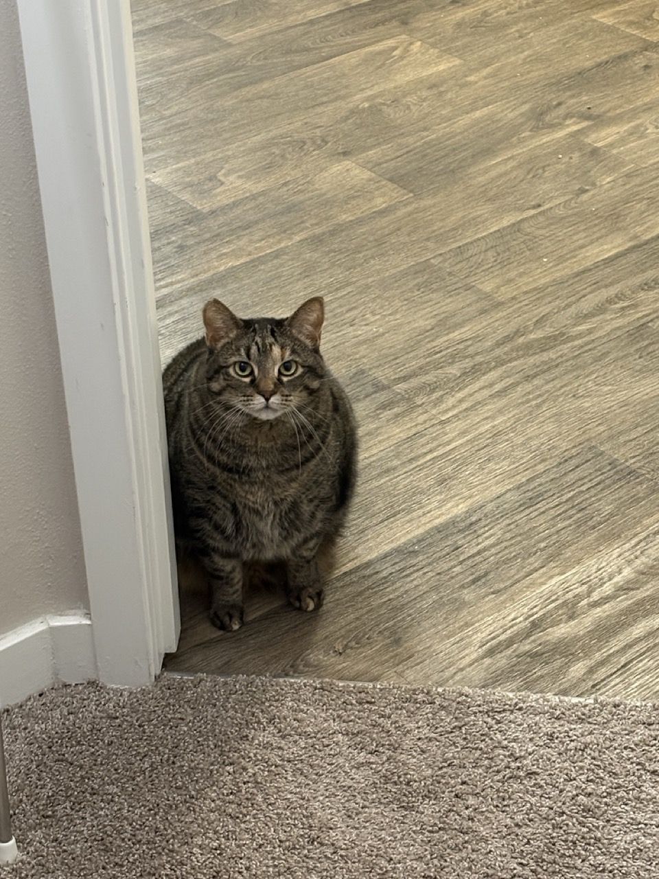 Tina, a tabby cat